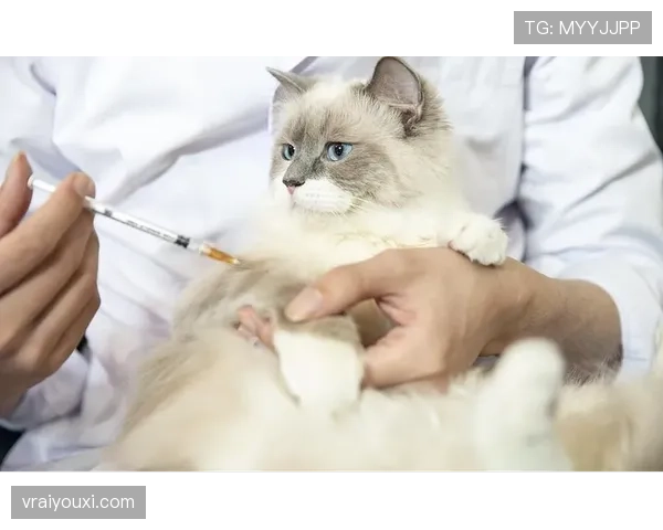 掌敏洁家的猫吃的都比我一个月工资多